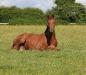 Yearling Colts 3